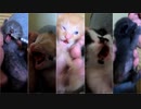 赤ちゃん猫に初めて風邪薬を与えたら大変なことに…【生後13日目-7 五匹の子猫】叔母猫のおチビ心配して覗き込む