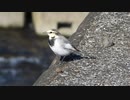 ハクセキレイの鳴き声と捕食