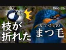 0125R【シジュウカラの枝が折れた反応】カワセミ接写でまつ毛。エナガにメジロ、ウグイス。セキレイ3種の捕食。オナガガモの長い尾と首。鳥の瞬膜。ユリカモメ　#身近な生き物語　#シジュウカラ　#カワセミ