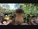 【ゆっくり実況】 きのこ狩り　三種のポルチーニ クリームパスタ編（1/2）