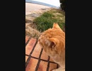 海の潮風と茶トラ猫が男を癒す#Shorts【野良猫】【感動猫】