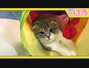 子猫は「プレイトンネル」でクッソ遊んだりするでしょーか？【召喚獣はる】