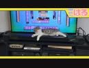 絶対にゲームをやらせてくれない子猫 くっそぉ!!【召喚獣はる】