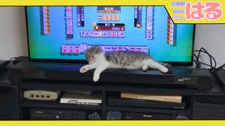 絶対にゲームをやらせてくれない子猫 くっそぉ!!【召喚獣はる】