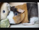 モルモットのいる日常おうちでまったり１