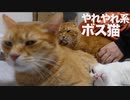 3年半迎えを待ったボス猫、猫部屋添い寝の渋滞を引き起こす