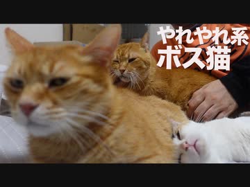 3年半迎えを待ったボス猫、猫部屋添い寝の渋滞を引き起こす