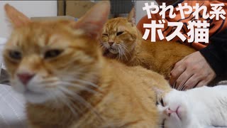3年半迎えを待ったボス猫、猫部屋添い寝の渋滞を引き起こす