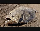 【フリー動画素材】実写　魚　ヒラメ