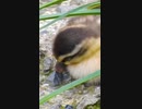 ﾈﾑｲ(´･ωゞ)