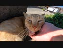 セミリタイアして猫島でのんびり過ごすのもアリ！【野良猫】【感動猫】