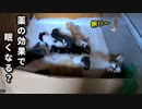 川の字で寝る三匹の子猫【風邪薬後】
