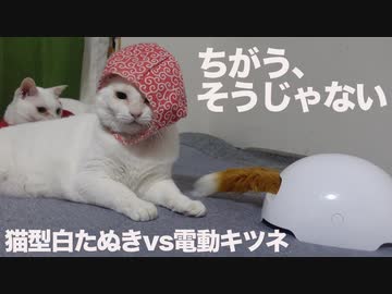 運命の激突！猫型白たぬきvs電動キツネ