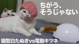 運命の激突！猫型白たぬきvs電動キツネ