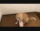足を舐めたり噛んだりする猫