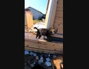 警戒心が強い野良猫に接近するも・・・#Shorts【野良猫】【感動猫】