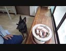 シェパードと七輪で焼肉