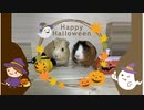モルモットとハロウィンかぼちゃを食べよう