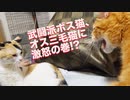 武闘派ボス猫とオス三毛王子様猫、しっぽ際の猫コント
