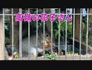 『高嶺の花子さん／back number』 【Off Vocal】メロディー無し