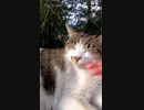 野良猫の顎ニキビが気になる・・・#Shorts【野良猫】【感動猫】