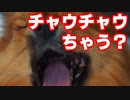 【ショートコント】 チャウチャウちゃうん？