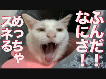 ウチューネコチャン、おヘソを曲げてスネる