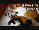 母猫の枕にされたけど満更でもない赤ちゃん猫【生後13日目-9 五匹の子猫】