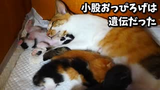 母猫の枕にされたけど満更でもない赤ちゃん猫【生後十三日目-9 五匹の子猫】