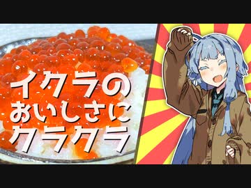 自家製イクラのおいしさにクラクラஇになっちゃう琴葉葵【#VOICEROIDキッチン】【#VOICEROIDクソダジャレ部】