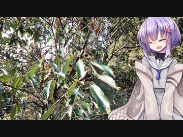 ドングリのコーヒー【VOICEROIDキッチン】