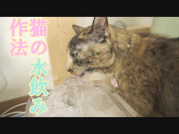 【観察】猫の水の飲み方を観察してみたら面白かった【vlog】　
