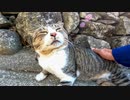 漁港近くで出会った野良猫の背中を撫でるとペロペロしてカワイイ