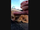 顔がボロボロな猫島の仔猫・・・#Shorts【野良猫】【感動猫】