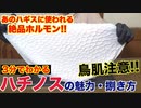【集合体恐怖症】見た目はグロいけど美味い!!「ハチノス」の魅力と捌き方