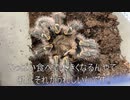 [どうしても眠い]タランチュラ飼育日記その３４５[解せぬ］