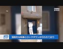 内モンゴルのコロナ隔離地域で食料不足が深刻化「当局からの援助は不十分」