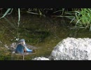 浅すぎぃ(;´д｀)