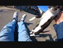 猫島の猫達は今日も身を寄せ合って命の炎を燃やし続ける【野良猫】【感動猫】