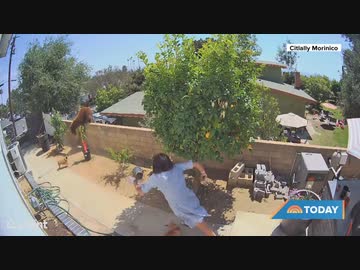 犬連れ女 vs 子連れ熊