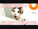 猫とお風呂に入って猫語翻訳アプリで話を聞いてみたら、愛を叫んでいた！