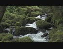 もののけ姫のモデル、苔が覆う深い森の中に流れる急流！！？