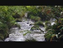 美しすぎる山奥の小川【素材】