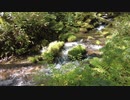 美しすぎる山奥の小川【素材】