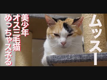 美少年オス三毛猫、めっちゃスネる