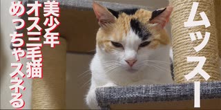 美少年オス三毛猫、めっちゃスネる