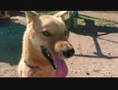 遊んでほしいときのメイリオ