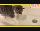 水が苦手。でもクッソ水が飲みたい子猫【召喚獣はる】