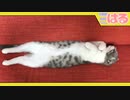寝相がクッソツタンカーメンな子猫【召喚獣はる】