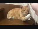 イヤンホホにじゃれつく猫